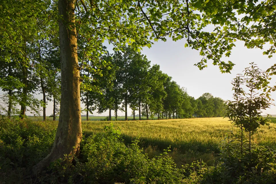 Row of plane trees and a golden wheat field in the flat Veneto countryside