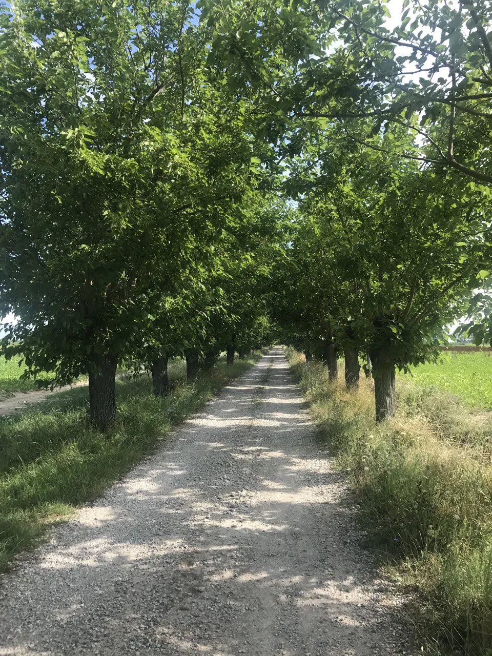 Tree-lined gravel road through the countryside, ideal for easy cycling