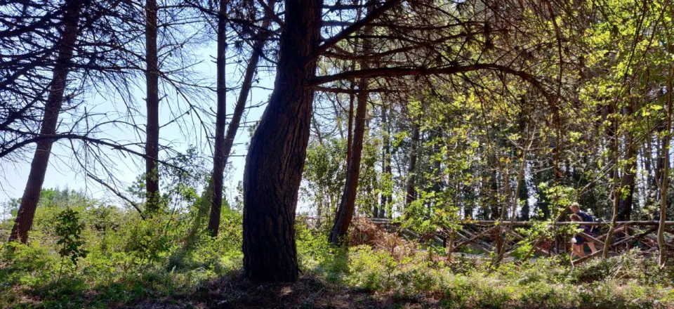 Sunlit pine wood with a walking path
